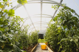 garden greenhouse