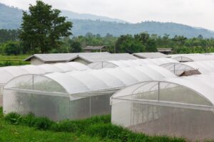 Polytunnel greenhouses with plants in a field