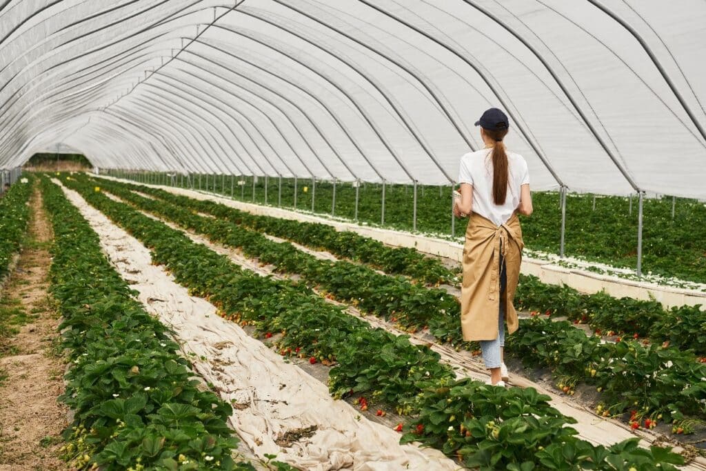 grower walking down a wide span commercial greenhouse