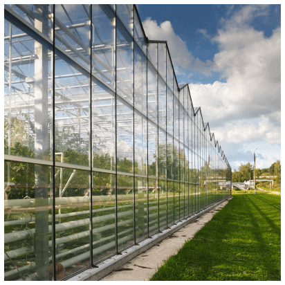 Glass commercial greenhouse with year-round planting