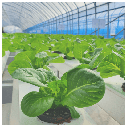 Vegetable growing in hydroponic greenhouse farm for commercial use