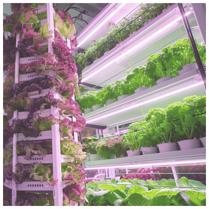 vertical farming in commercial greenhouse 