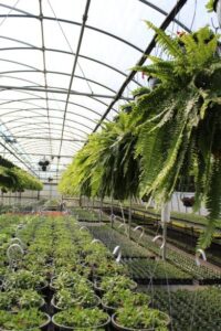 commercial greenhouse main picture