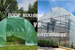 Hoop house vs. greenhouse main picture